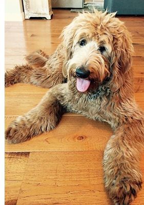 a dog on hardwood flooring