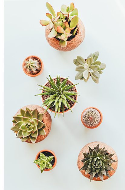 An assortment of planted succulents on a neutral background