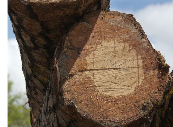Cross section of a tree limb