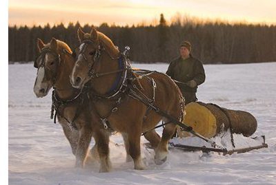 A team of horses dragging a log through the snow